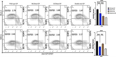 N-Glycans Mediate the Ebola Virus-GP1 Shielding of Ligands to Immune Receptors and Immune Evasion